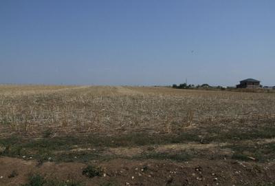 Domnesti-Ciocarliei(Afinului-Fragilor). - 9