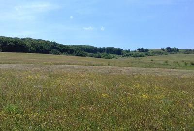Vand teren intre Popesti si Corusu(jud. Cluj),in apropierea padurii - 5
