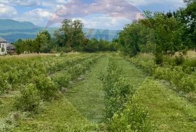 Teren Construcții intravilan de 6900 mp, în Breb