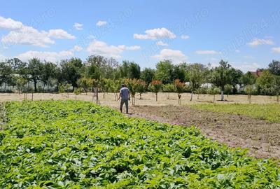 Vand casa cu teren 5725 mp, livada 100 pomi fructiferi, hala 220 mp in Dragoiesti, jud Timis - 6