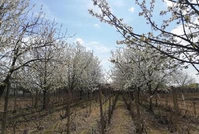 Teren de 1207 mp, în Urechești - 3
