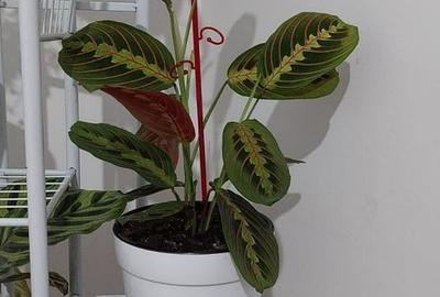 Garsonieră decomandată în Decebal - 11