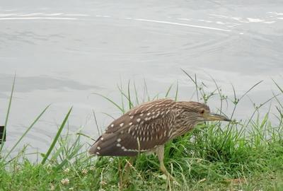 Terenuri IN RATE 500 /luna, teren 25 Peris, Tancabesti - 19