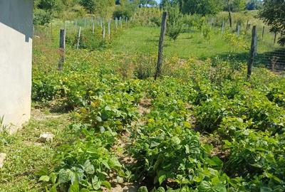 Vand casa cu teren Vand casa cu teren - 6