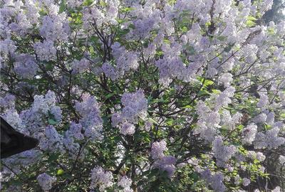 Casă cu 5 camere cu Teren 2100 Mp în Central - 2