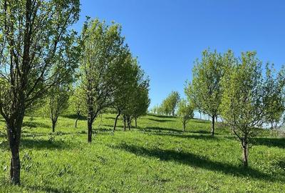 Teren de 19500 mp, în Aluniș - 6