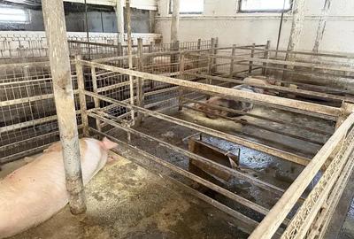 Catun Ferma autorizata Tip A pentru cresterea porcilor - IMOBIHOR - 4