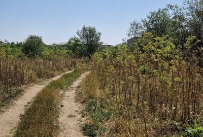 Domnesti - Ciutaci, vanzare 4 loturi de teren intravilan Domnesti - Ciutaci, vanzare 4 loturi de teren intravilan - 17