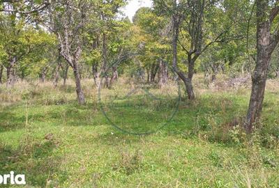 Teren de 10000 mp, în Livezile - 1