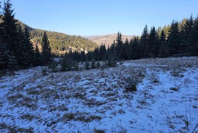 Teren extravilan de vanzare inconjurat de padure in Bucovina zona Breaza - 9