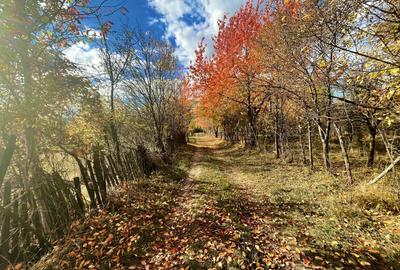 Teren Construcții intravilan de 1559 mp, în Brebu Mânăstirei - 7