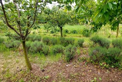 Casa 2 camere cu suprafata 50mp si teren 1300mp,in Miercurea Sibiului - 19