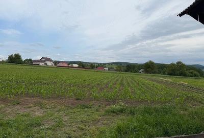 Teren de 2600 mp, în Șerbăuți - 8
