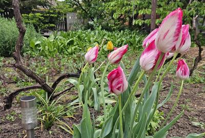 Spațiu comercial, în Mircea-Vodă - 2