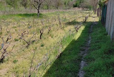 Teren intravilan 3.250 mp in File?ti Ideal pentru casa sau investi?ie! - 7