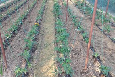 Casă cu 3 camere cu Teren 2200 Mp în Central - 3