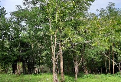 Conac situat in Breaza cu 2340 mp teren - 12