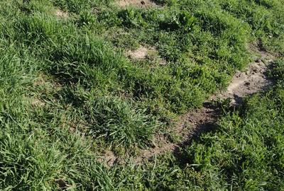 Teren Construcții intravilan de 400 mp, în Poiana - 2