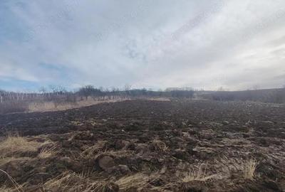 Casă cu 4 camere cu Teren 6300 Mp în Iteu - 5