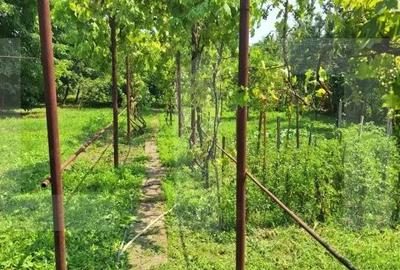 Casa/Vila Iosefin - 2