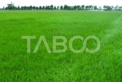 Teren intravilan deschidere 35 ml 7000mp in zona Industrial - 1