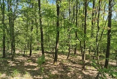 Teren de 4000 mp, în Mădulari - 1