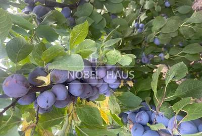 Casă cu 2 camere cu Teren 5500 Mp în Cârja - 13