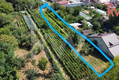 Vatra de casa si plantatie de vita de vie - 1