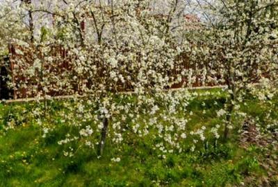 Casă cu 3 camere cu Teren 830 Mp în Central - 1