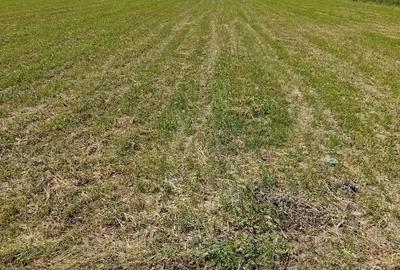 Teren de 20500 mp, în Bătinești - 3