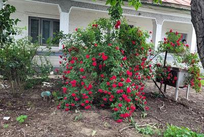 Casă cu 5 camere cu Teren 1351 Mp în Cernica - 3