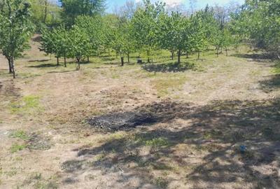 Teren extravilan de vanzare Stane?ti, 3.861 mp, livada de cire?i - 1