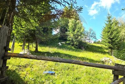 Teren de vis in Fundata 3868mp, la inal?imea sufletului tau - 7