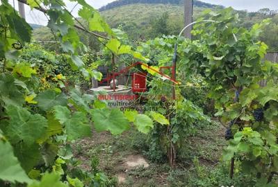 Casă cu 3 camere cu Teren 2663 Mp în Telița - 2