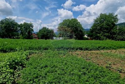 Teren 2743 mp, 2 fronturi, asfalt - Viisoara, Neamt - 10