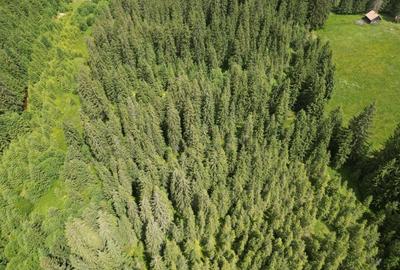 Teren extravilan 5000 MP Comandau - 13