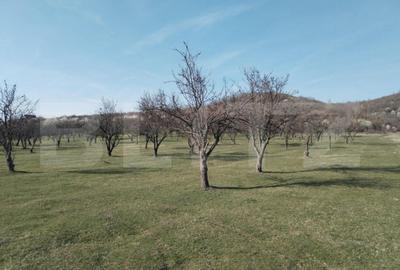 Teren de 90000 mp, în Aninoasa - 7
