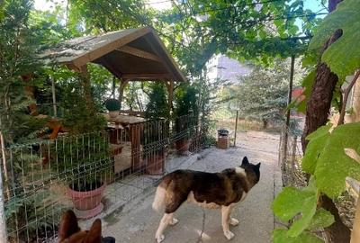 Casa Musicescu. Timisoara - 10