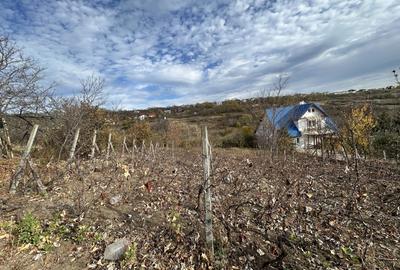 Teren Construcții intravilan de 766 mp, în Păcurari - 1