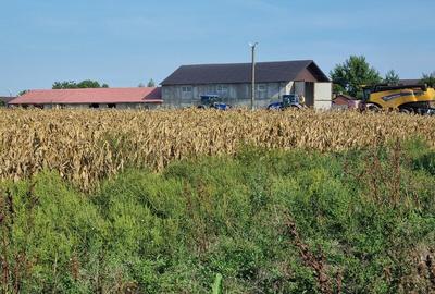 Vanzare Teren  construibil Cernica Balaceanca 1000mp - 12