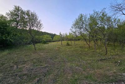 Teren de 7547 mp, în Ulieș - 3