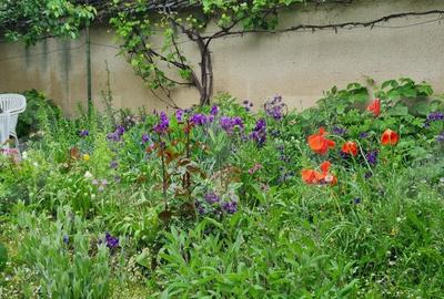 Oportunitate! Casa Bod pe un singur nivel, teren 980 mp pivnita, garaj ,mobilata - 1