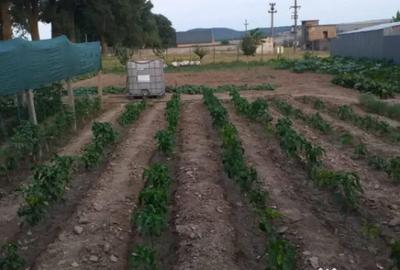 Casă cu 3 camere cu Teren 300 Mp în Horia - 1