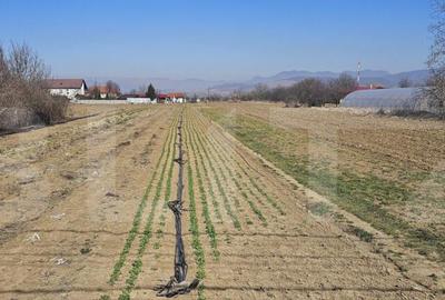 Teren intravilan de vanzare, 4550 mp, in zona Santuhalm - 2