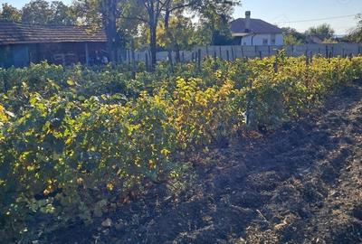 Casă cu 3 camere cu Teren 1354 Mp în Segarcea - 3