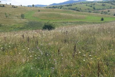 Teren de 500 mp, în Sălicea - 1