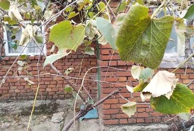 Potigrafu Crivina - 15