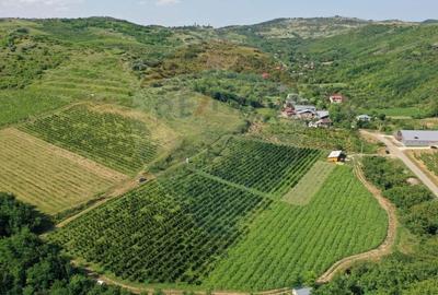 Teren Construcții intravilan de 40300 mp, în Nord - 2
