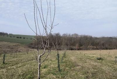 Teren de 8700 mp, în Ramna - 3