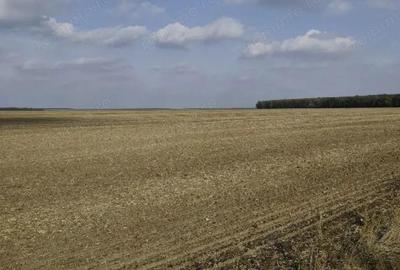 Teren extravilan Varvoru de Jos, jud Dolj - 3